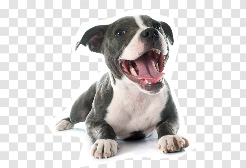 American Pit Bull Terrier Staffordshire - Puppy Transparent PNG
