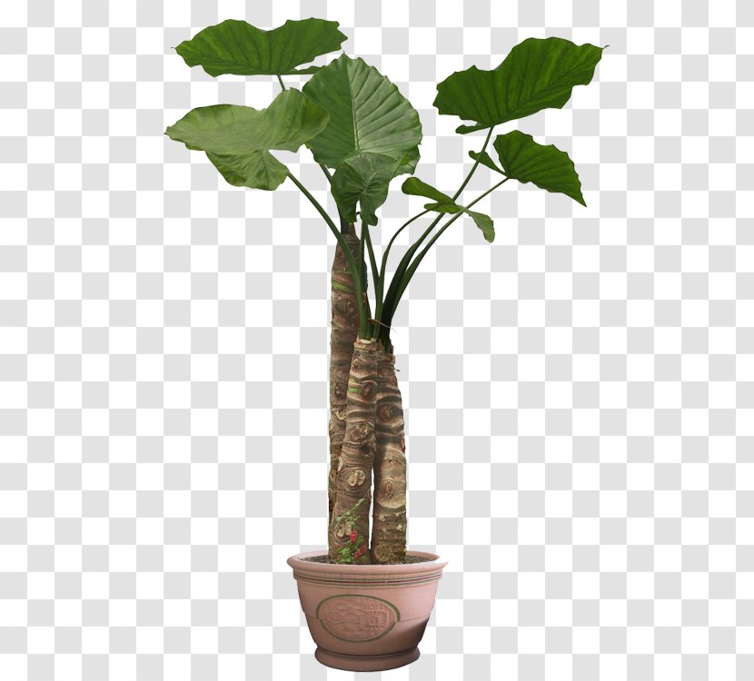 Houseplant Stock Photography Flowerpot Image Illustration - Bonsai Cartoon Transparent PNG