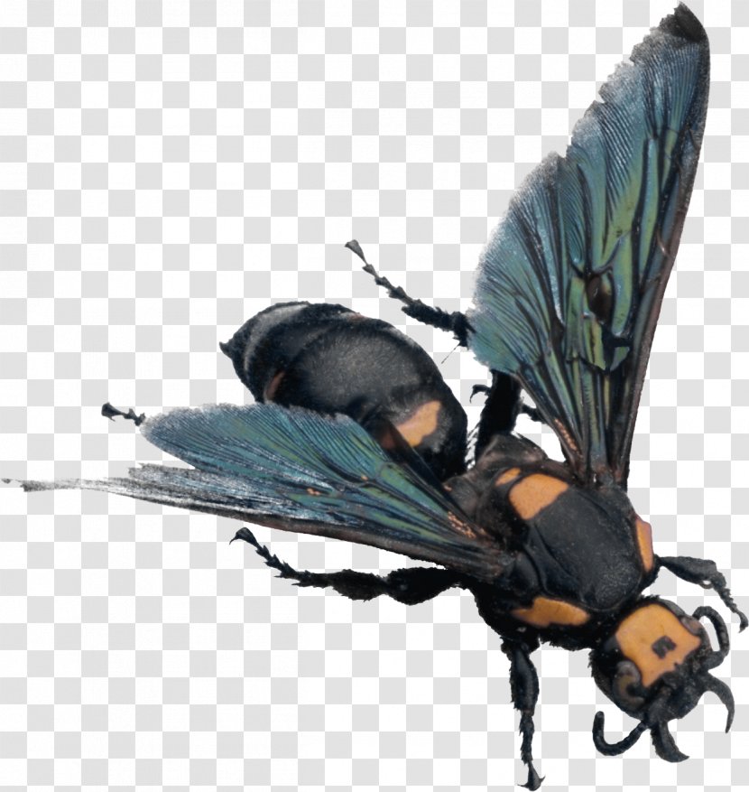 Western Honey Bee Insect Clip Art - Arthropod - Image Transparent PNG
