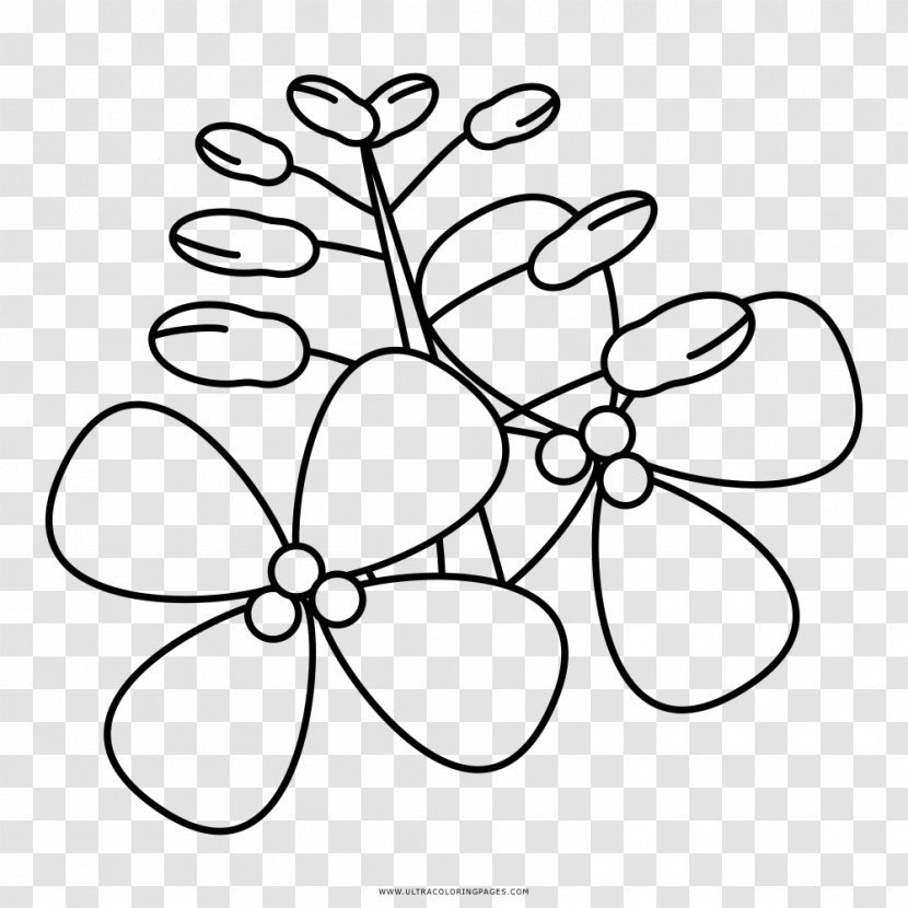 Drawing Coloring Book Rapeseed Petal Ausmalbild - Leaf - RapeSeed Transparent PNG