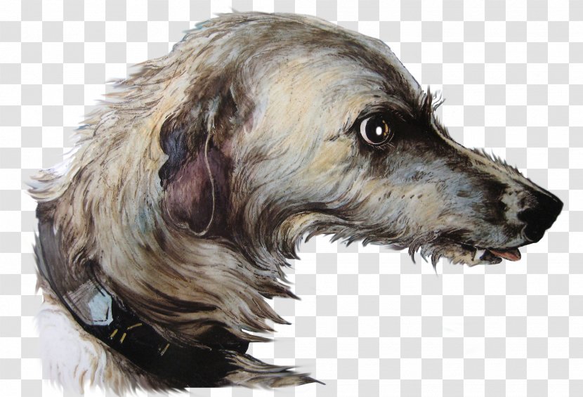 Lurcher Rare Breed (dog) Dog Snout - Like Mammal - Razas Nativas Vulnerables Transparent PNG