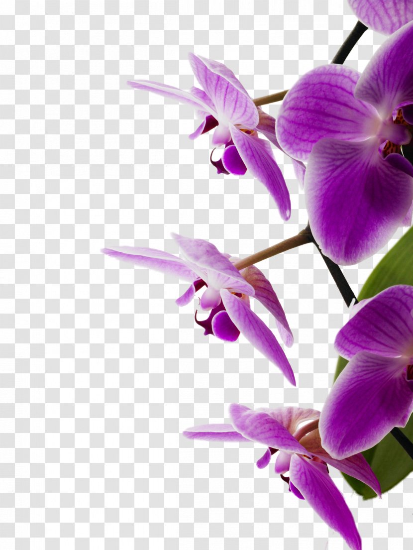 Bedroom Orchids Violet Flower - Purple - Orchid Transparent PNG