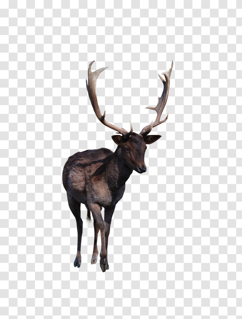 Reindeer Elk Red Deer Antler - Gratis Transparent PNG