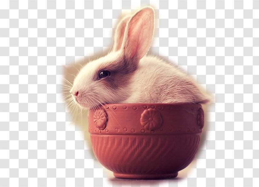 Holland Lop Netherland Dwarf Rabbit Bunnies & Rabbits Leporids And - Infant - Teacup Bunny Transparent PNG