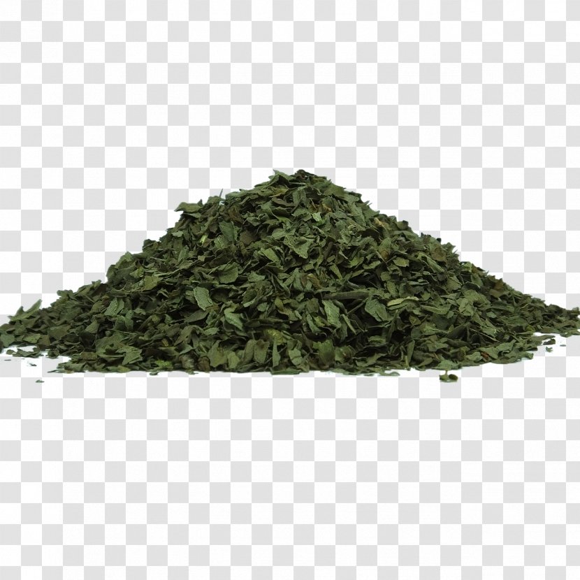 Tea Herb Holy Basil Food Drying Leaf - Shincha - Herbs Transparent PNG