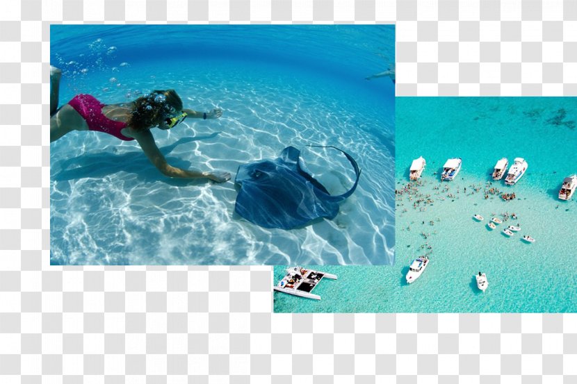 Dolphin Cove Jamaica Montego Bay Negril Konoko Falls Hotel - Cruise Ship Transparent PNG