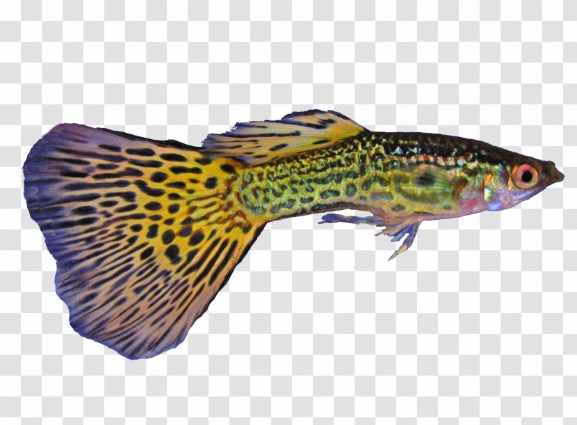 Guppy Poecilia Wingei Green Swordtail Vetiprovidentiae Fish - Aquarium Transparent PNG