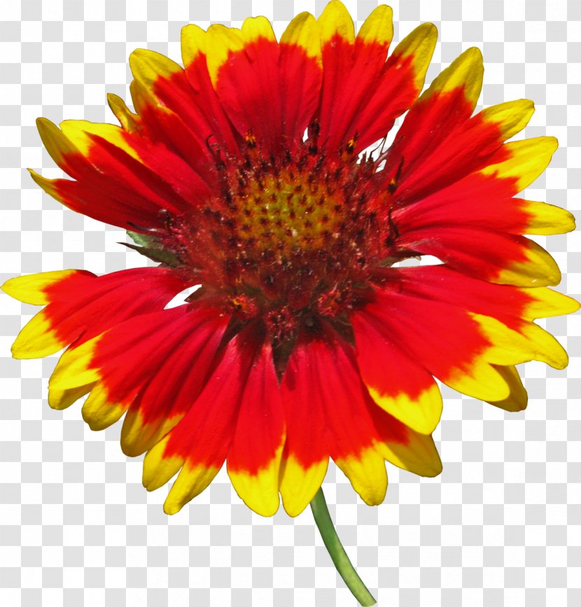 Blanket Flowers Cut Common Sunflower Download - Chrysanthemum - Flower Transparent PNG