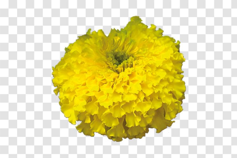 Mexican Marigold Cut Flowers Zandu Realty - Dandelion - Flower Transparent PNG