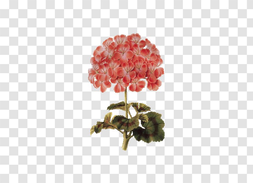 Botanical Illustration Flower Image Herbal Distillate - Petal Transparent PNG
