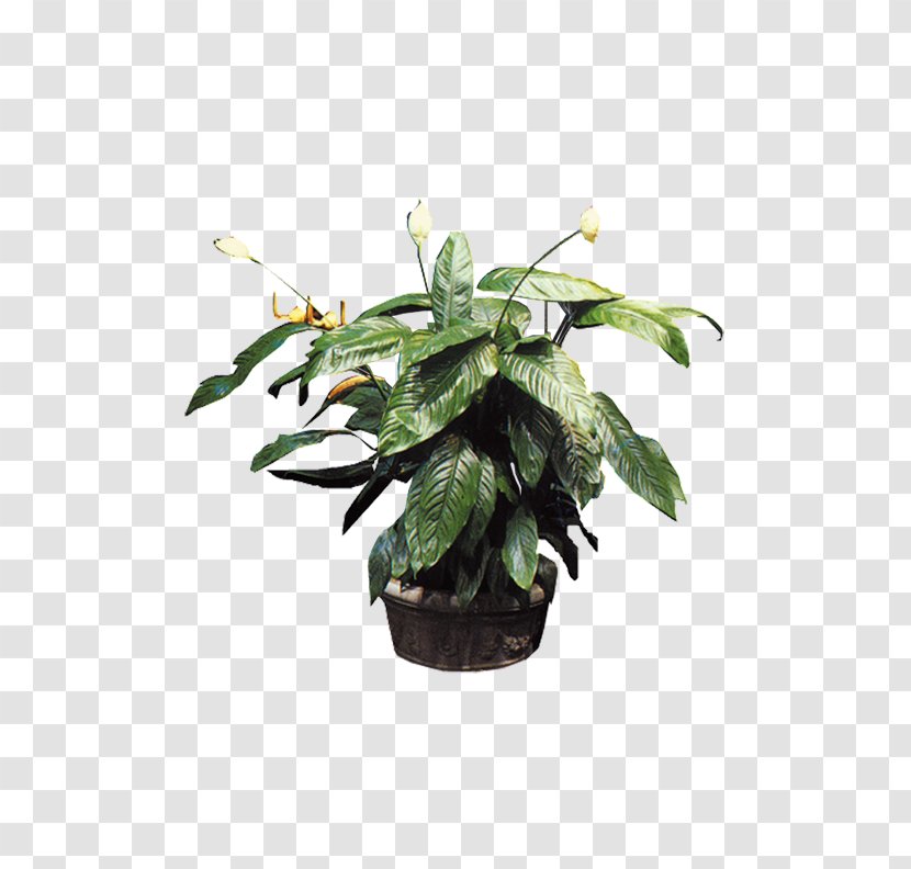 Plant Bonsai Flowerpot Tree - Leaf - Potted Plants Transparent PNG
