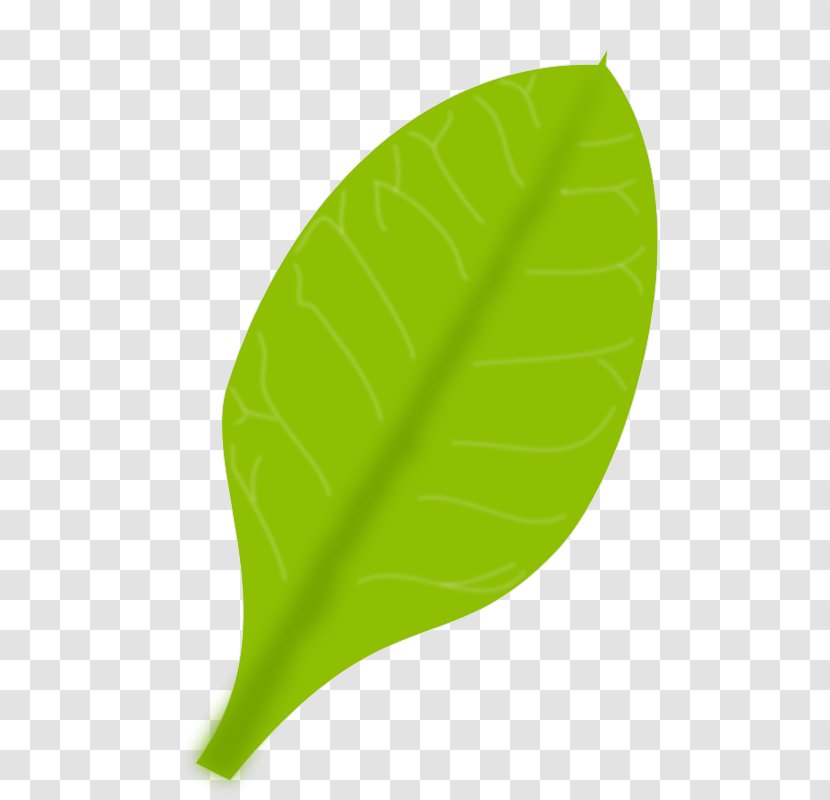 Leaf Clip Art - Color - Green Vector Transparent PNG