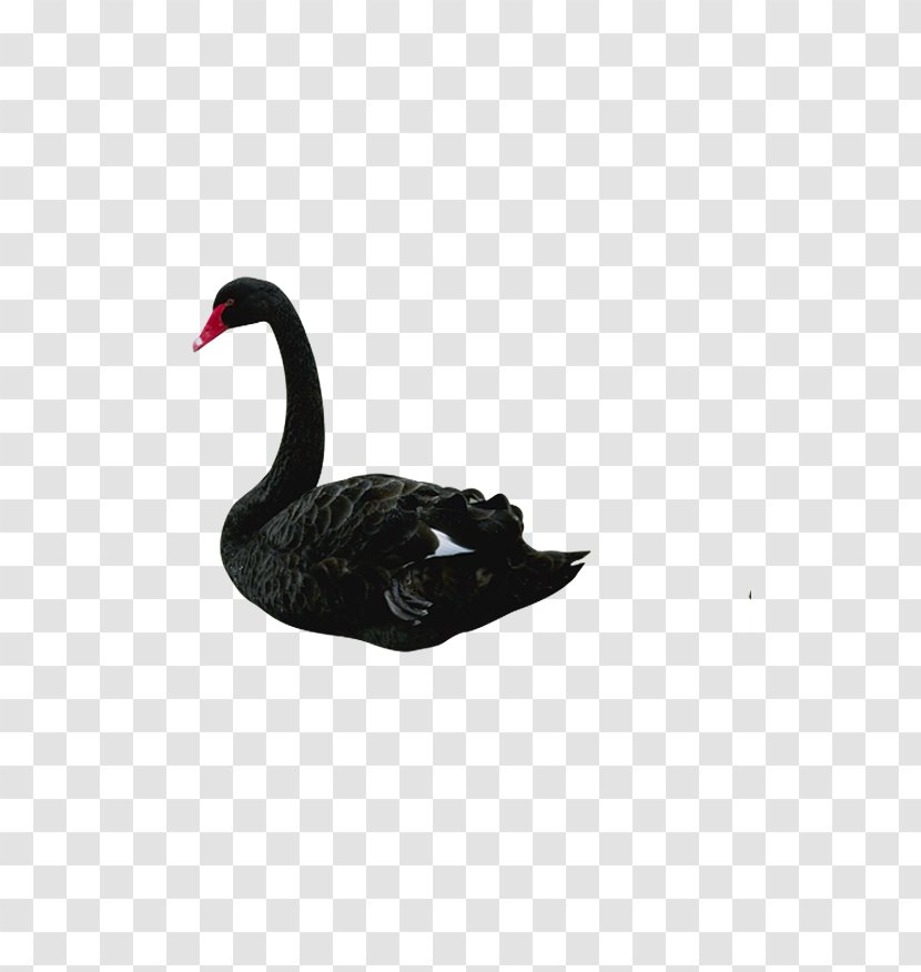 The Black Swan: Impact Of Highly Improbable Bird Swan Theory Clip Art - Nassim Nicholas Taleb Transparent PNG