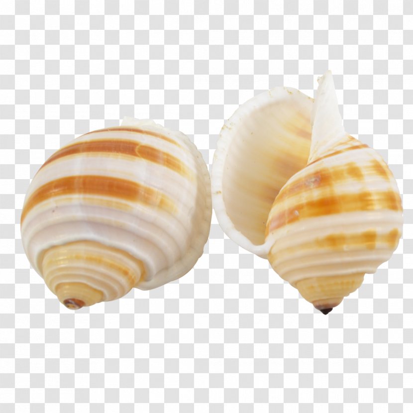 Seashell Clam Conchology Sea Snail Tonna Sulcosa - Macoma Transparent PNG
