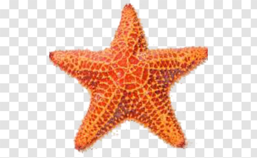 Shore Starfish Stock Photography Royalty-free - Crownofthorns - Sea Star Transparent PNG
