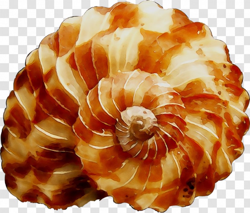 Nautiluses Seashell Conchology - Natural Material - Shell Transparent PNG