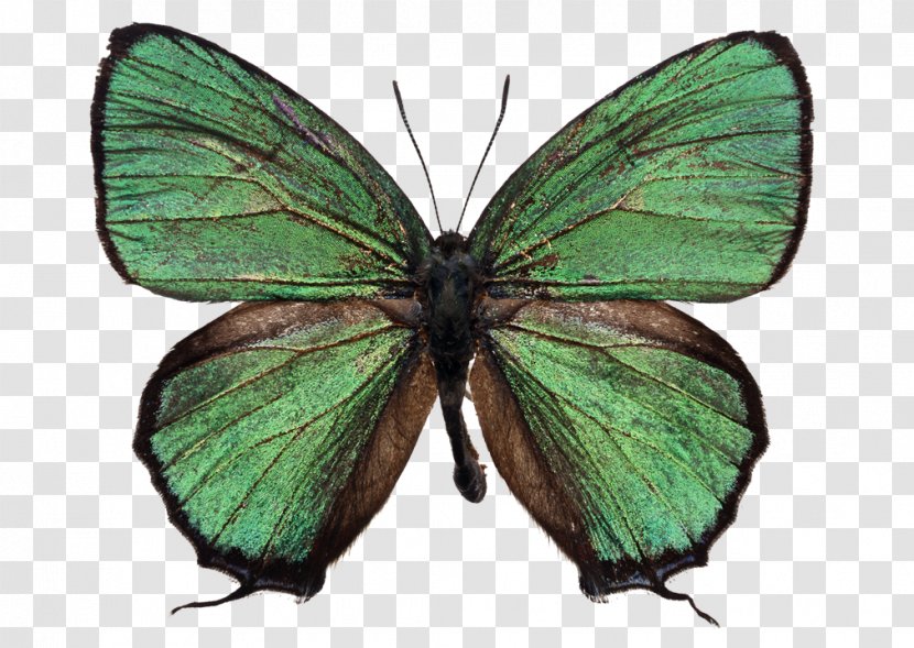Butterfly Image Clip Art Stock Photography Green - Birdwing Transparent PNG