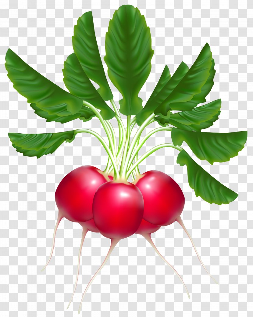 Daikon Royalty-free Clip Art - Beet - Black Pepper Transparent PNG