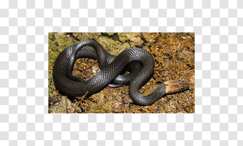 Grass Snake Hognose Kingsnakes Rattlesnake - Serpent Transparent PNG