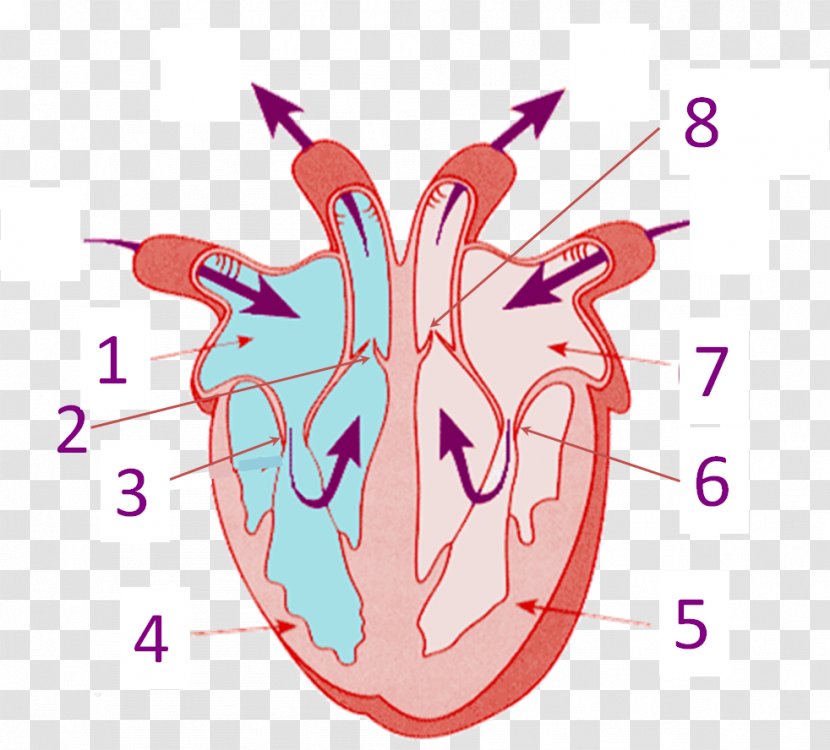 Heart Human Anatomy Body Circulatory System - Tree Transparent PNG
