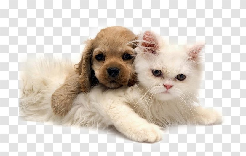 Kitten Puppy Golden Retriever Chow Jack Russell Terrier - Cuteness Transparent PNG