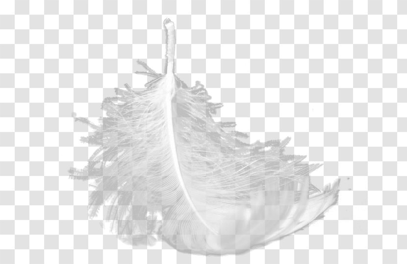 Sports Car White Feather - Black - Suspension Feathers Transparent PNG