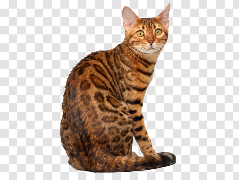 Dragon Li Bengal Cat Toyger Ocicat Egyptian Mau Transparent PNG