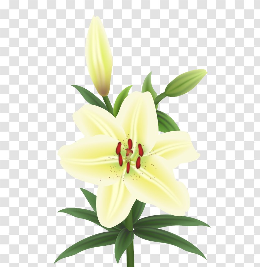 Cut Flowers Plant Stem Petal Lily M Transparent PNG