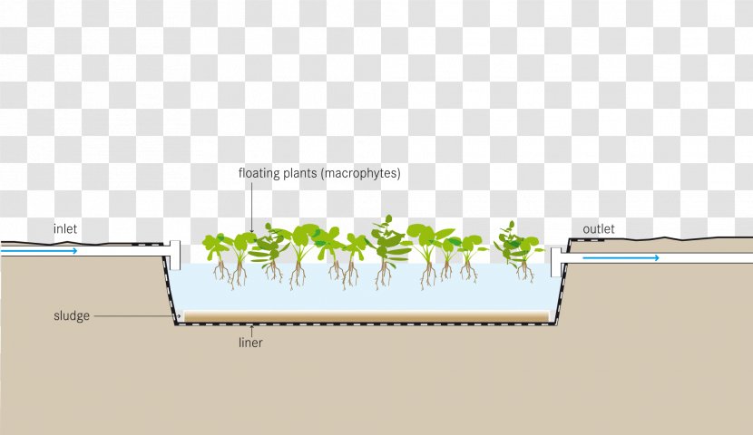 Aquatic Plants Pond Water Purification Fish Farming - Garden Transparent PNG