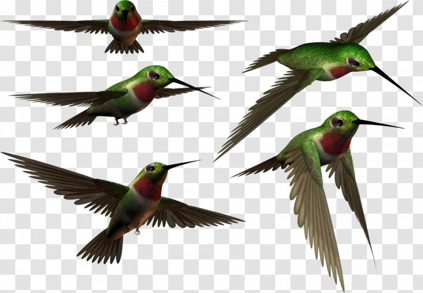 Hummingbird - Bird Transparent PNG