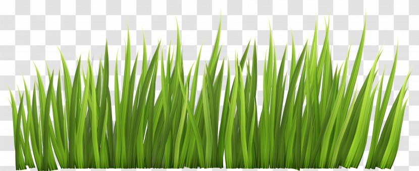 Grasses Free Content Lawn Clip Art - Grass Family - Border Cliparts Transparent PNG
