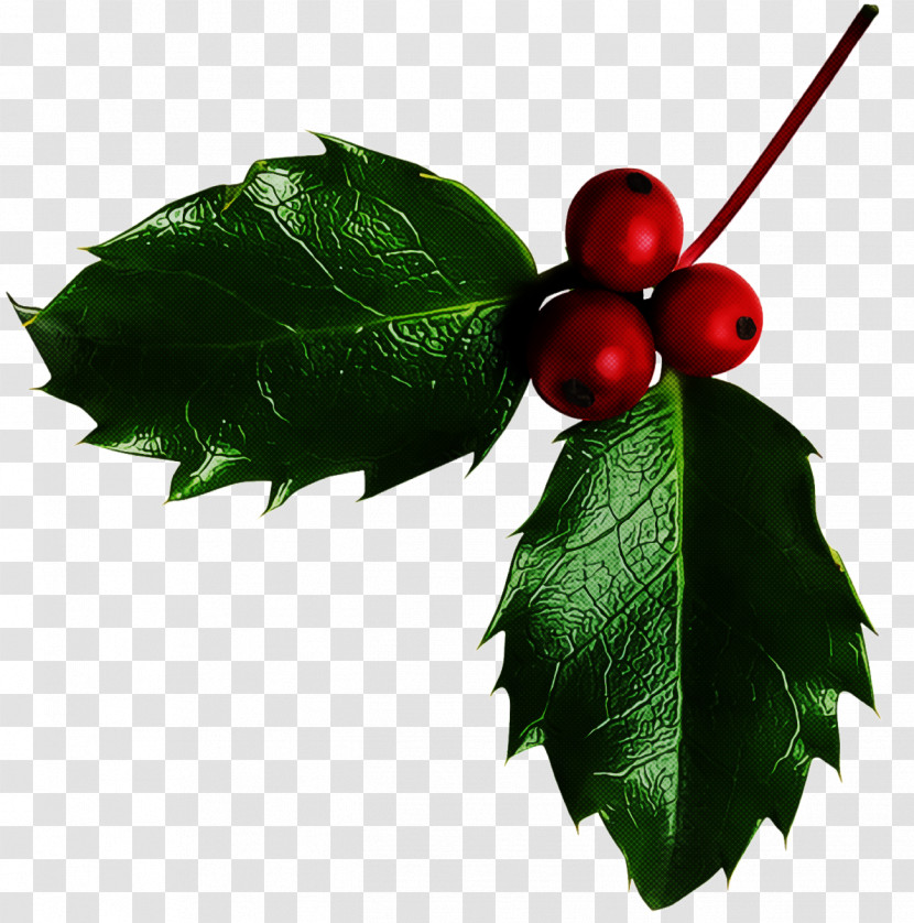 Christmas Holly Ilex Holly Transparent PNG