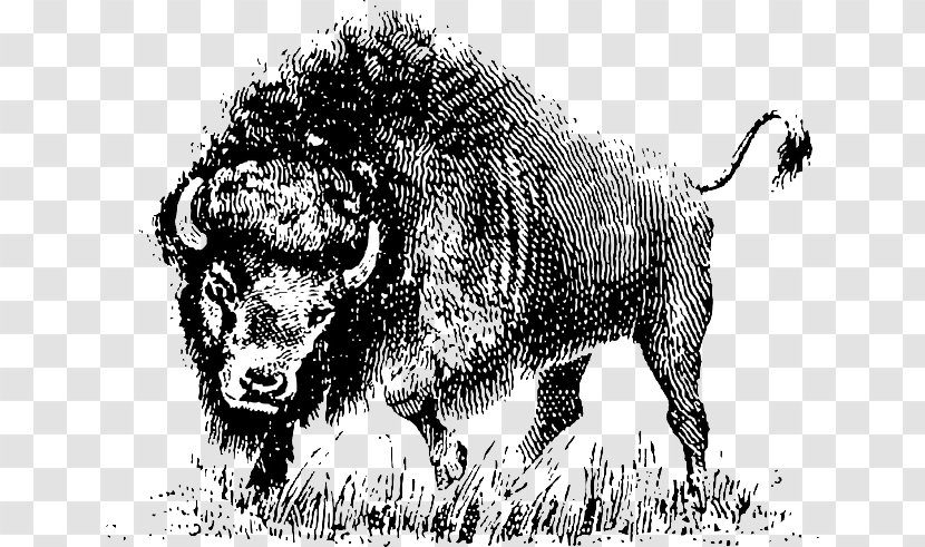 Drawing Clip Art - Ox - Buffalo Animal Transparent PNG