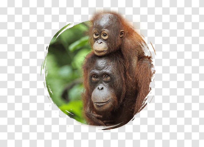 Sepilok Orang Utan Rehabilitation Centre Sumatran Orangutan Bornean Chimpanzee - Borneo Survival - Bali Transparent PNG
