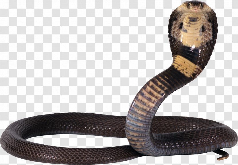 Snake King Cobra Reptile - Elapidae - Image, Free Download Picture Transparent PNG