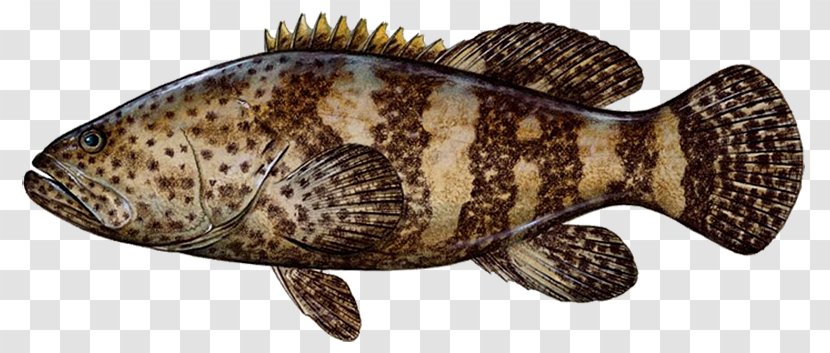 Fishing Grouper Snapper Game Fish Transparent PNG