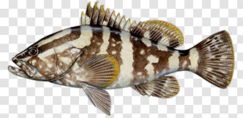 Nassau Grouper Fish Black Yellowfin Tilapia Transparent PNG
