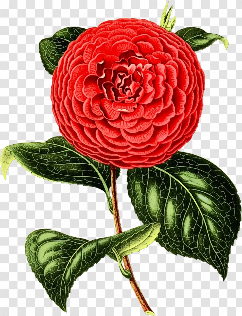 Floral Design - Rose Family - Plant Stem Transparent PNG