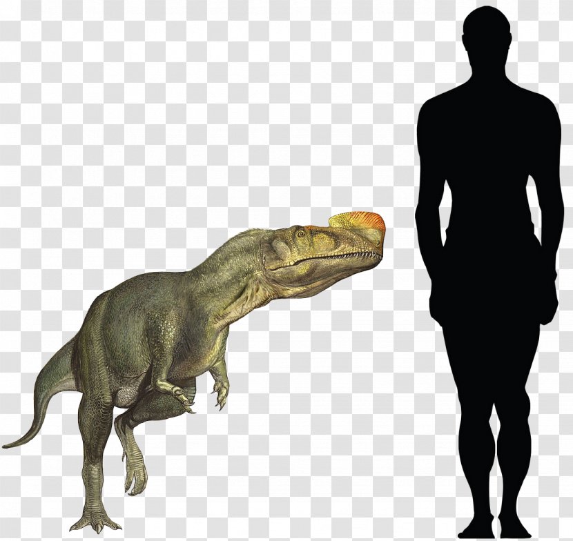 Tyrannosaurus Kileskus Proceratosaurus Sinotyrannus Spinosaurus - Afrovenator - Dinosaur Transparent PNG