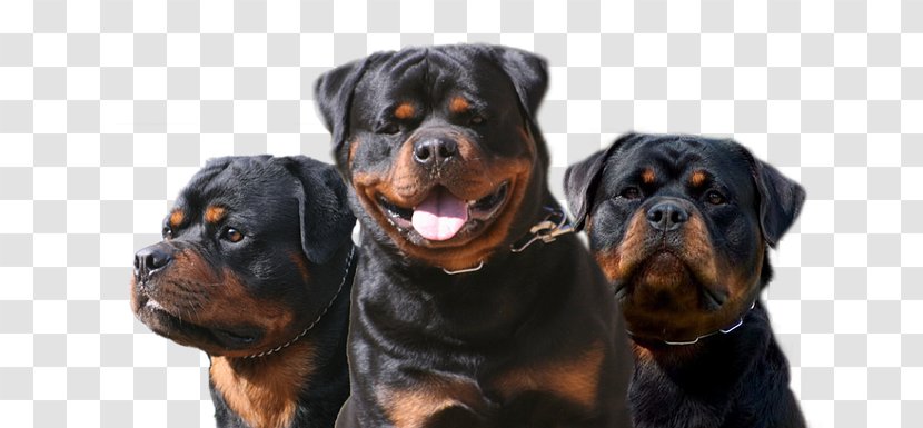 Rottweiler Dog Breed Puppy Companion Bullmastiff - Video Transparent PNG