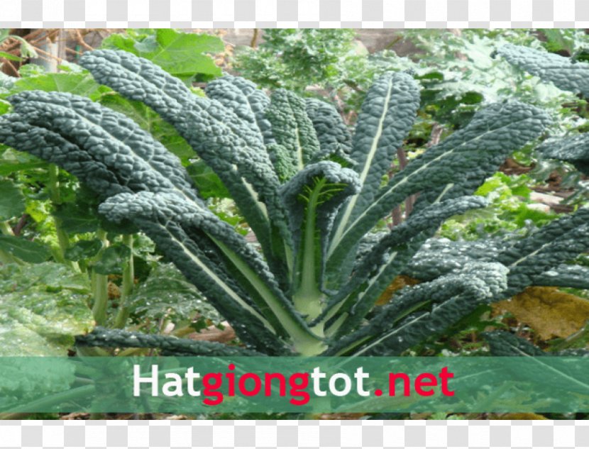 Lacinato Kale Seed - Cai Transparent PNG