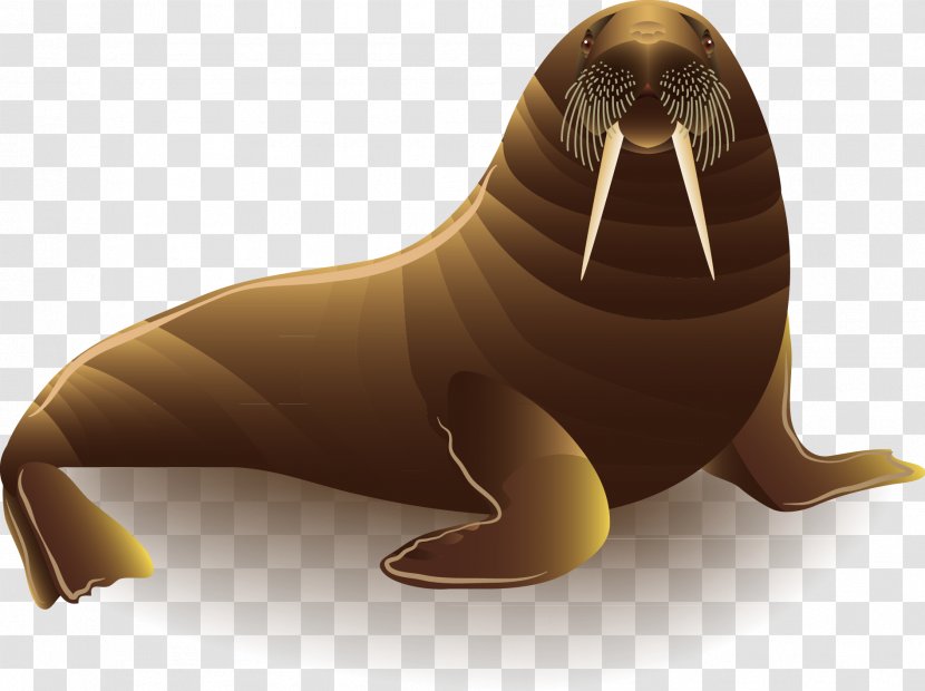 Sea Lion Walrus - Lions Vector Decoration Transparent PNG