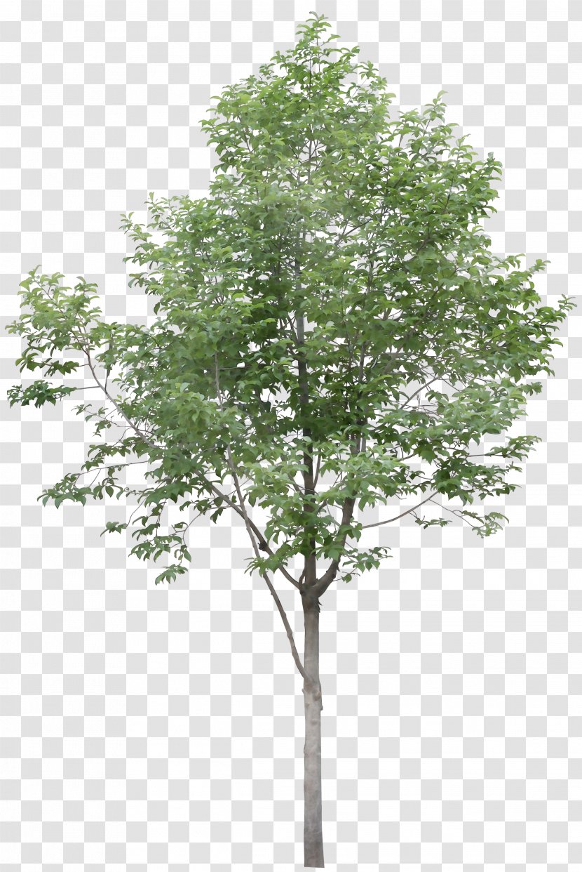 Plane - Tree - Birch Branch Transparent PNG