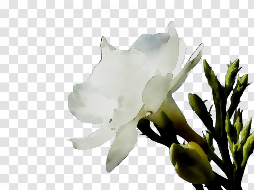 Gardenia Magnolia Family Rose Plant Stem - M Invest Doo Transparent PNG