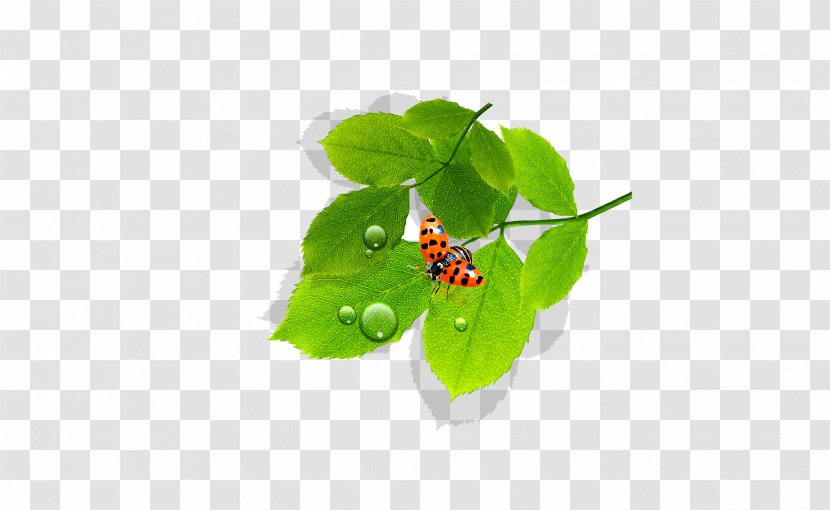 Leaf Dew Euclidean Vector - Vecteur - Leaves Transparent PNG