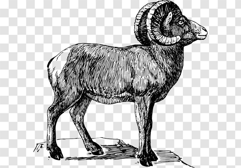 Bighorn Sheep Drawing Clip Art - Argali Transparent PNG