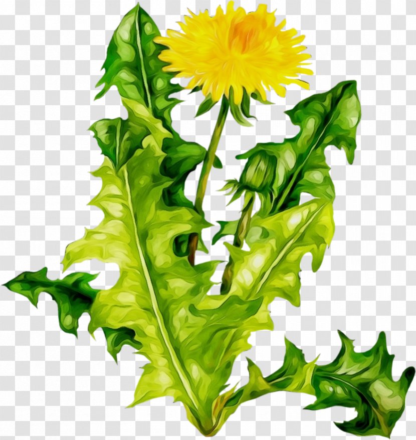 Plane - Yellow - Native Sowthistle Transparent PNG