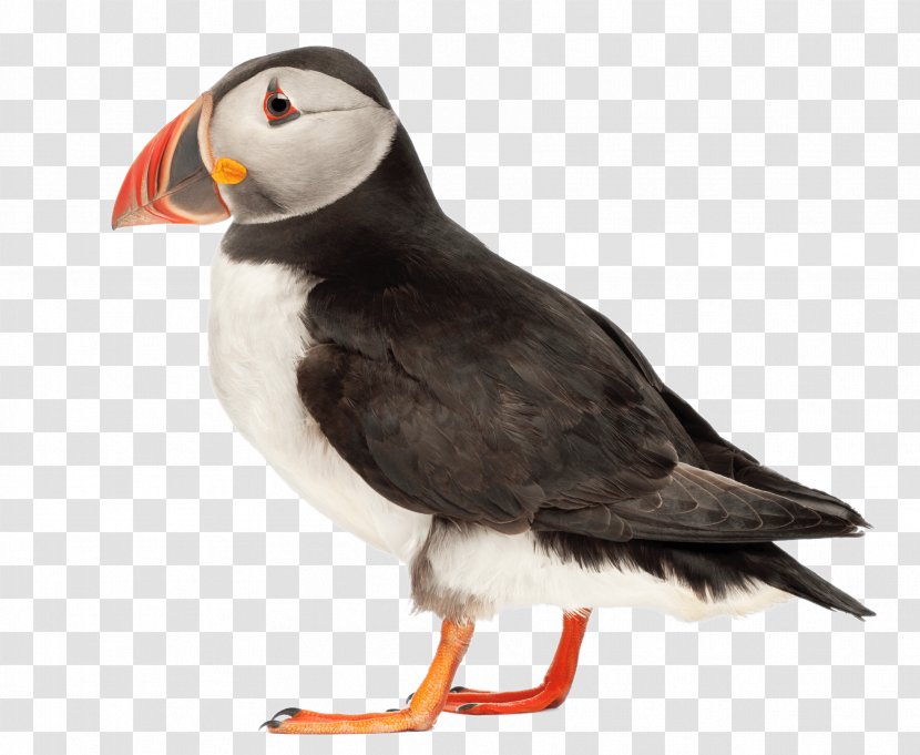 Atlantic Puffin Bird Image Stock Photography - Charadriiformes Transparent PNG