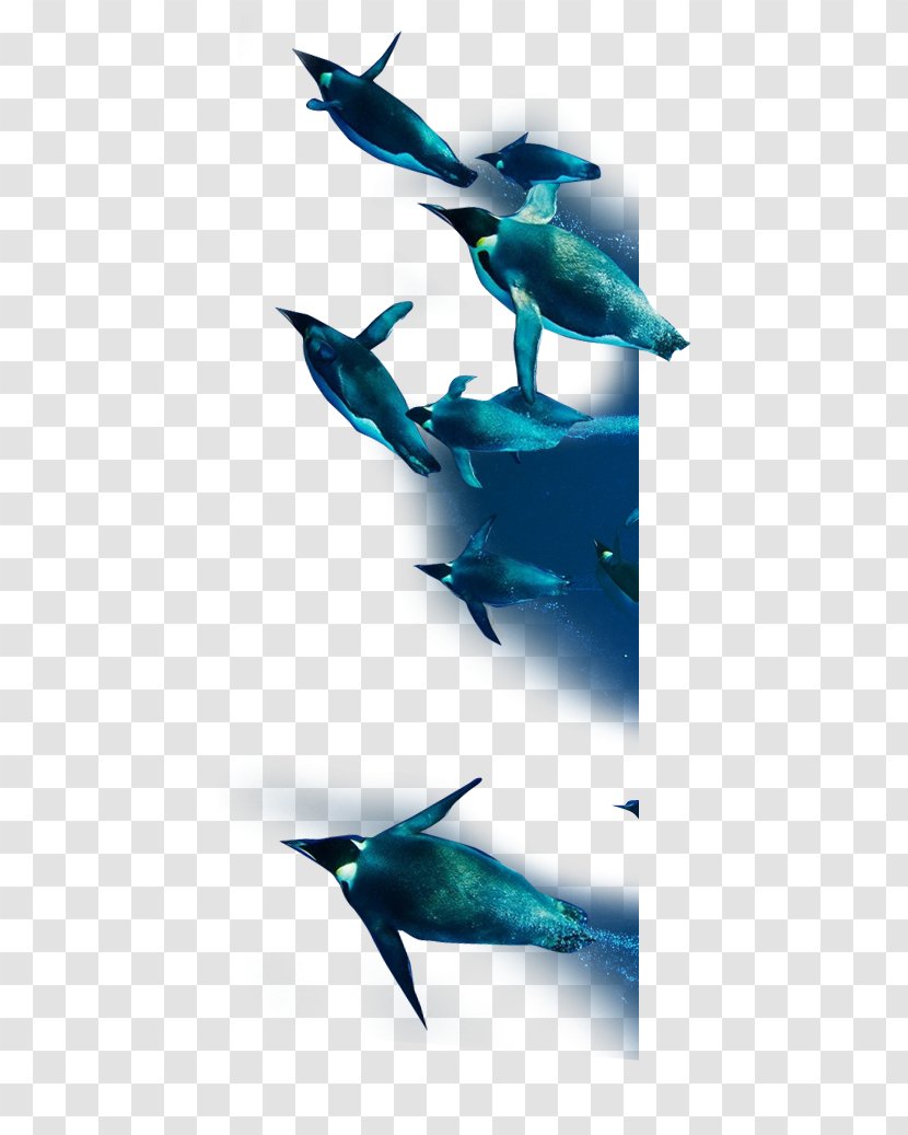 Dolphin Penguin - Marine Mammal Transparent PNG