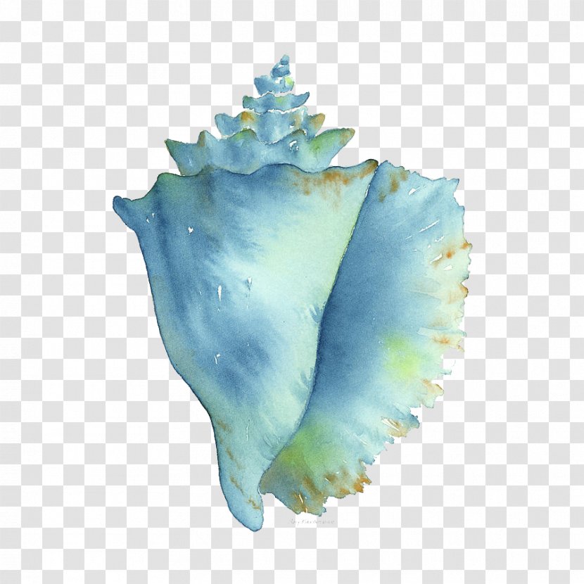 Conch Watercolor Painting Seashell Image - Printmaking Transparent PNG
